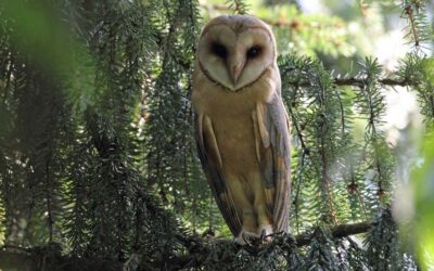 Abendführungen im Wildpark Knüll: Naturerlebnis bei Nacht