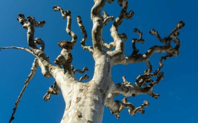 Schwalmstadt: Pflanzaktion als Impuls für besseres Stadtklima