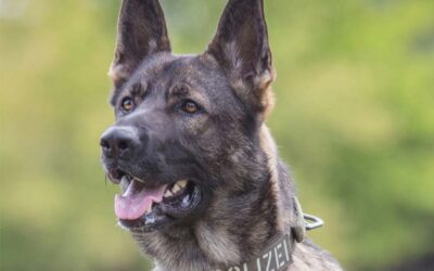 KS: Flucht, Drogen und Diebstahl