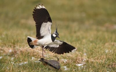 Kiebitzschutz auf Ackerflächen: Zusammenarbeit für seltene Brutvögel