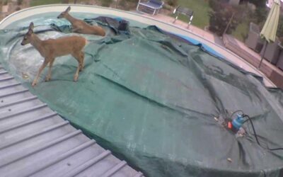 Borken: Rehe auf Abwegen – tierische Poolparty endet glimpflich
