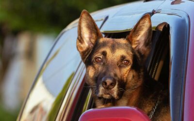 Hund verletzt Vater und zwei Kinder in Wiera