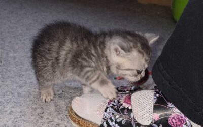 Sechs Katzen an Turnhalle der Ostergrundschule Treysa ausgesetzt