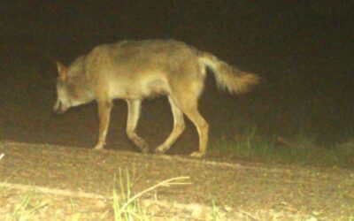 Neues Wolfsrudel in der Region nachgewiesen