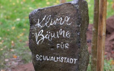 Bäume für besseres Klima