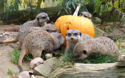 Gruselgeschichten und Wolfsfütterung