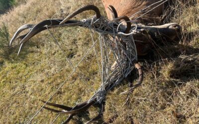 Zurückgelassene Weidezäune werden zur tödlichen Gefahr für Wildtiere