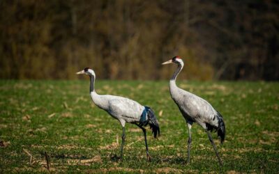 Erste Fälle der Vogelgrippe im Vogelsbergkreis