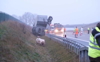 Tiertransporter kippt auf A 49 – Schweine fliehen über die Autobahn
