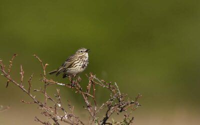 Schwarzenborn startet Naturschutzmaßnahmen für bedrohten Wiesenpieper